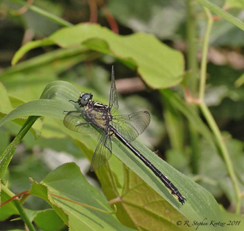 Stenogomphurus rogersi, male